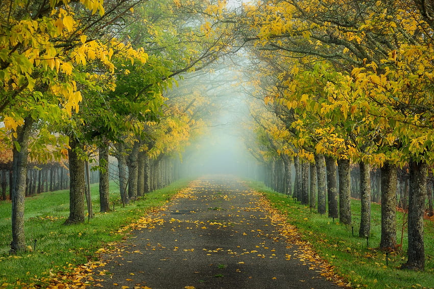 Misty-Autumn-Road ถนน ธรรมชาติ ฤดูใบไม้ร่วง Misty วอลล์เปเปอร์ HD