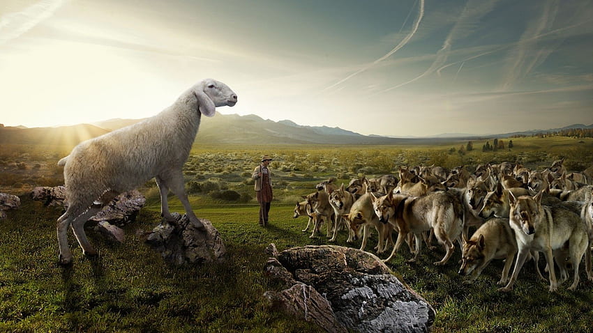 Wolves flock sheep shepherd nature field sky rocks situation humor, Nature Wolf HD wallpaper