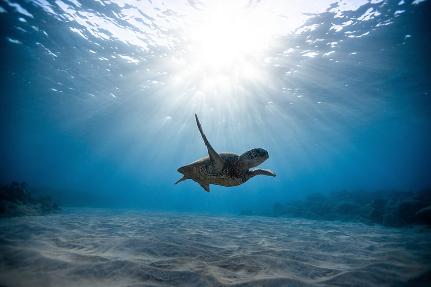 Zwierzęta, ocean, podwodny świat, pływać, pływać, czaszka, czaszki, żółw morski Tapeta HD