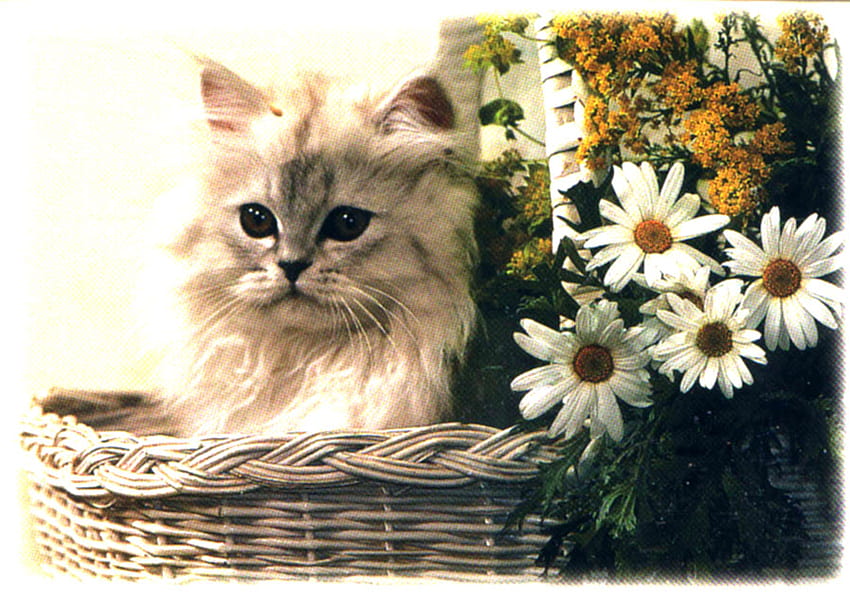 Cute cat near daisies, kitten, cat, daisy, flower HD wallpaper