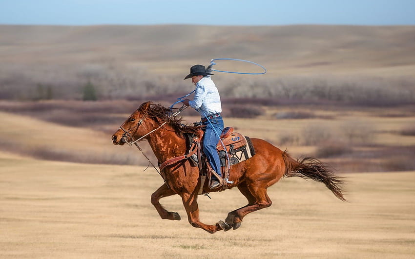 Pferd, Western, Pferde, Cowboys HD-Hintergrundbild