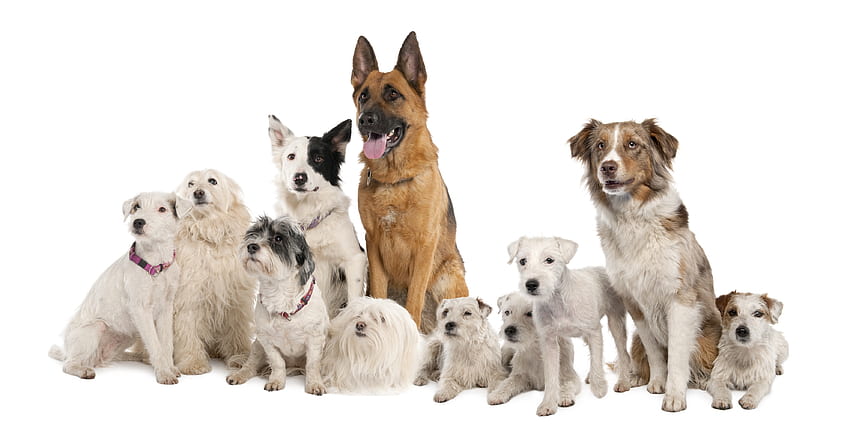 동물, 개, 앉다, 무리, 많이, 다양성 HD 월페이퍼