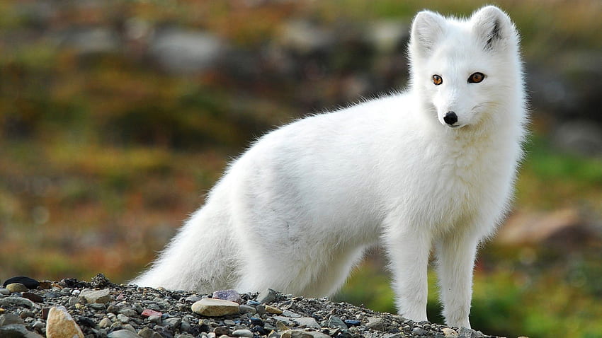 Arctic Fox Vulpes Lagopus, Cute White Fox HD wallpaper