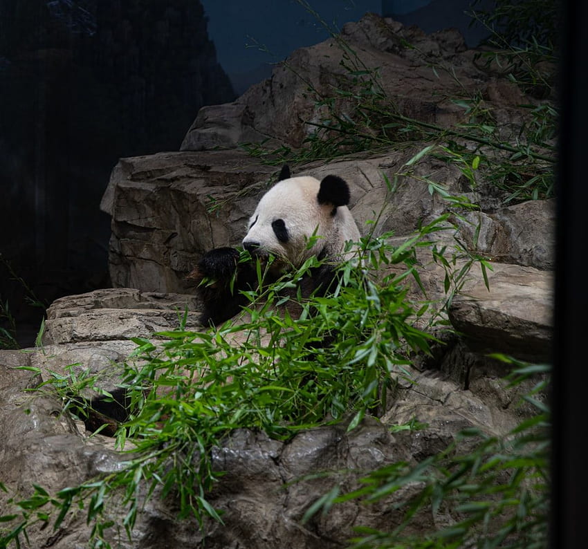 Drunk Panda, Drunk Animals HD wallpaper | Pxfuel