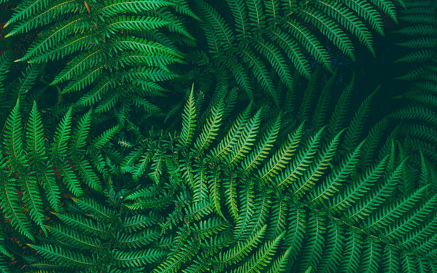 fern, green leaves background, fern texture, fern leaves, green natural background, leaves background HD wallpaper