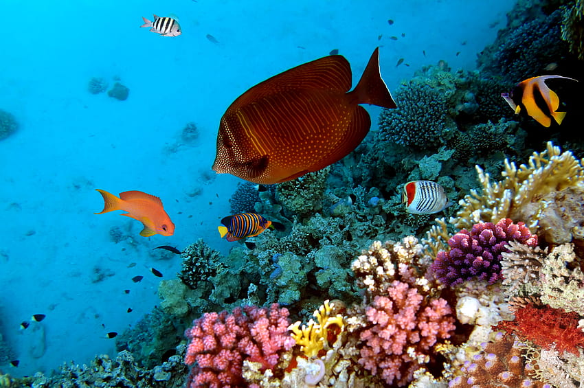 sob o mar, mar, recife, peixe, coral papel de parede HD