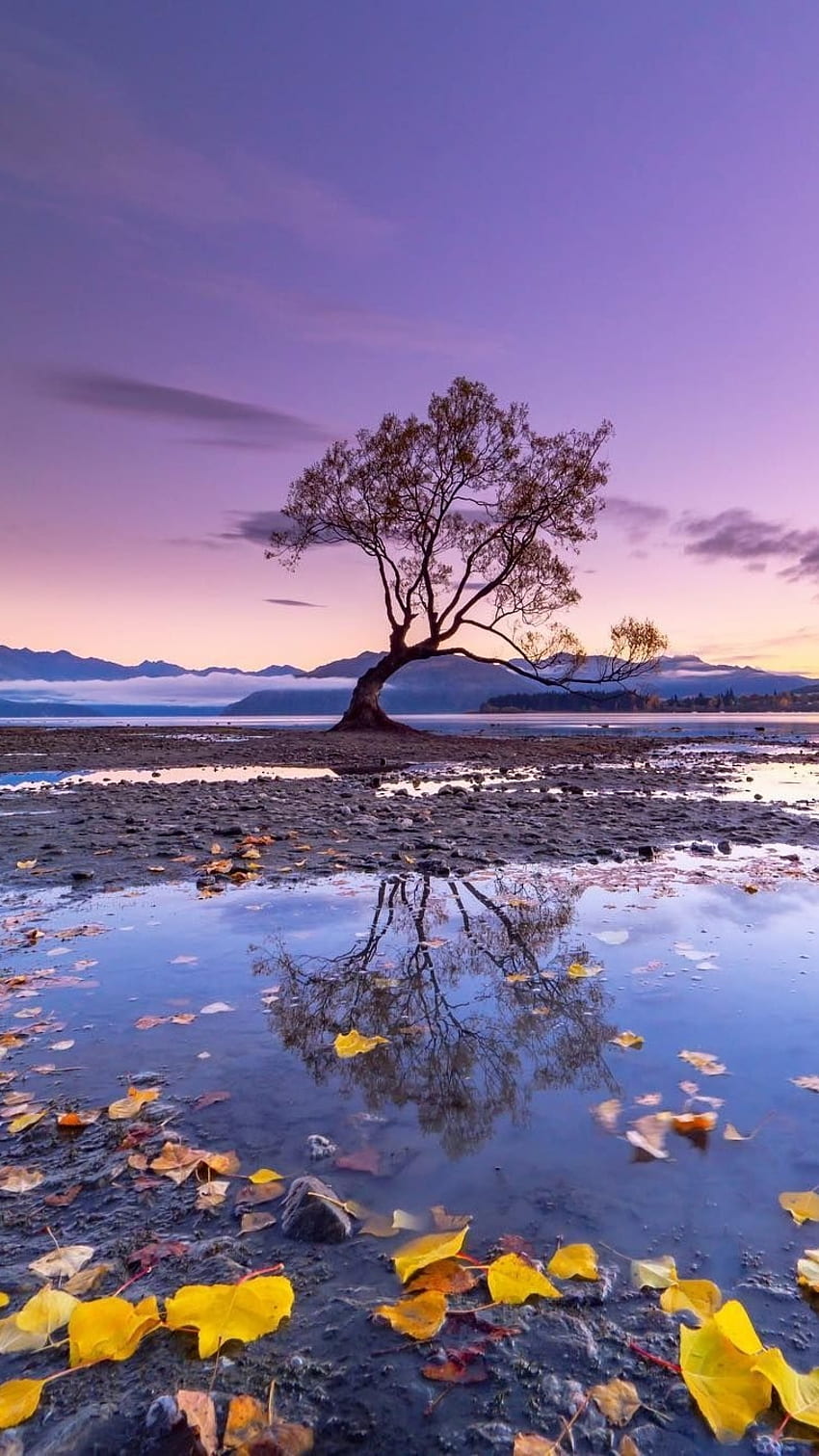 Beautiful Nature, Wonderful Background HD phone wallpaper