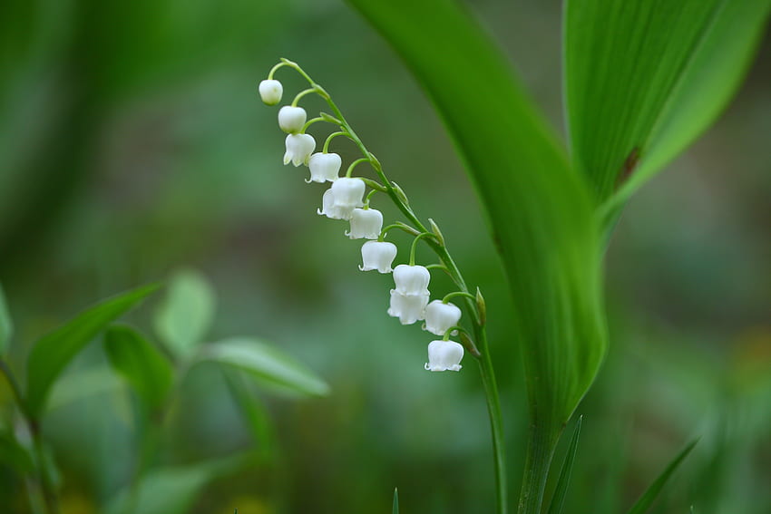 Бели цветя, трева, пролет HD тапет