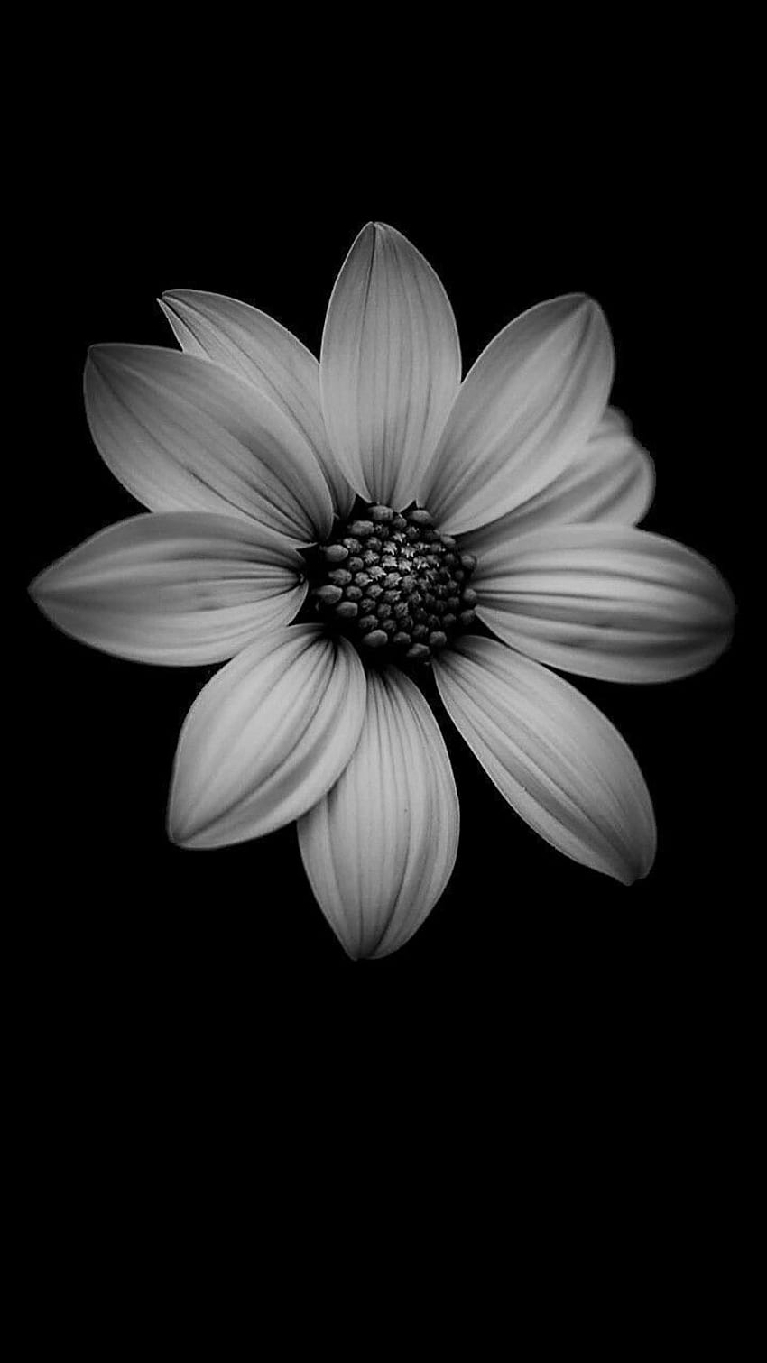 Black Flower Background #7039398