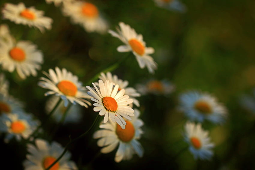 Blumen, Kamille, Unschärfe, glatt, Kamille, Stiele HD-Hintergrundbild