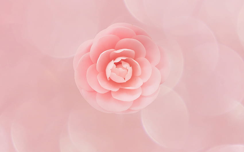 Flor de pêssego, flores de pêssego papel de parede HD