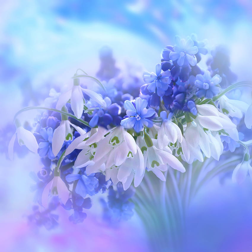 파란 꽃, 히아신스, 하얀, 꽃송이, 자연, 꽃들 HD 전화 배경 화면