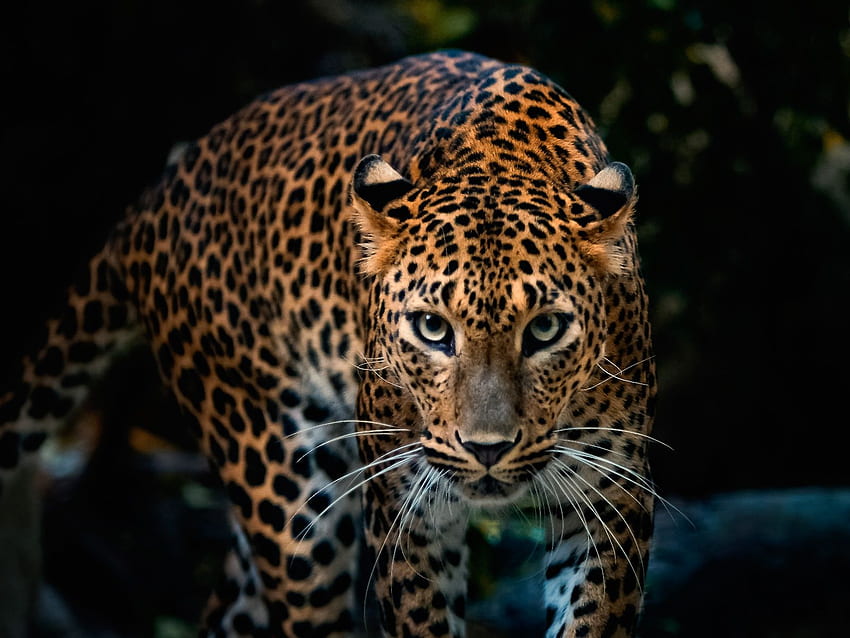Leopard [] for your, 1 HD wallpaper