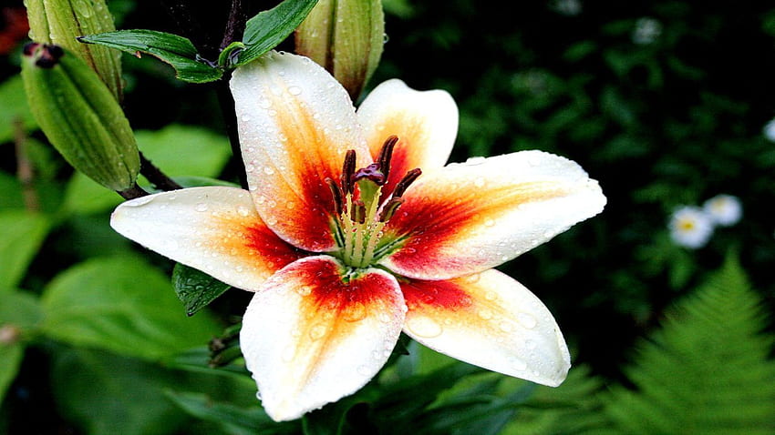 Wunderbare Lilie, weiße Lilie HD-Hintergrundbild