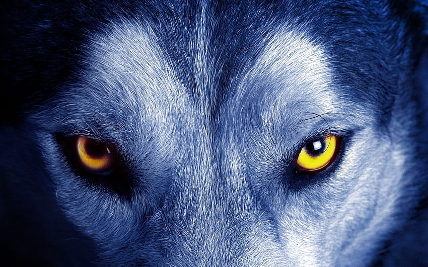 Wolf Eyes, Blue Wolf Eye HD wallpaper