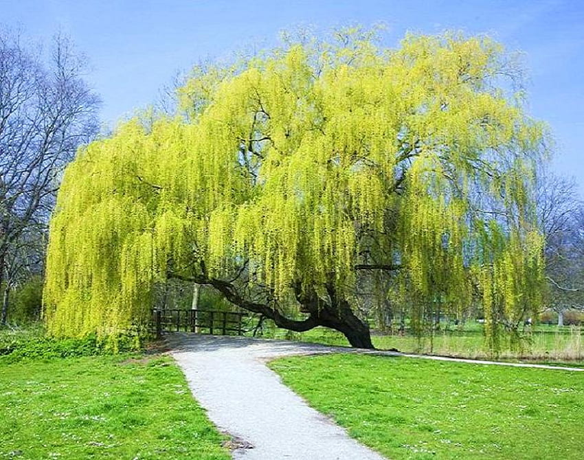 Weep for me, pathway, cascading branches, weeping willow, green attractive, tree HD wallpaper