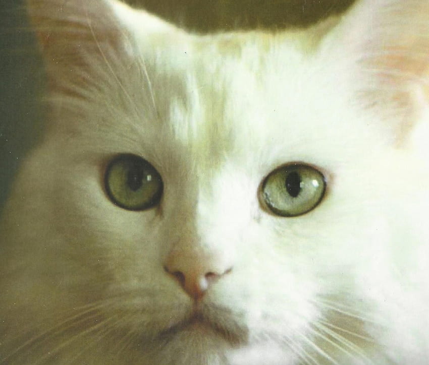 A white cat, cute, cat, white, paws HD wallpaper