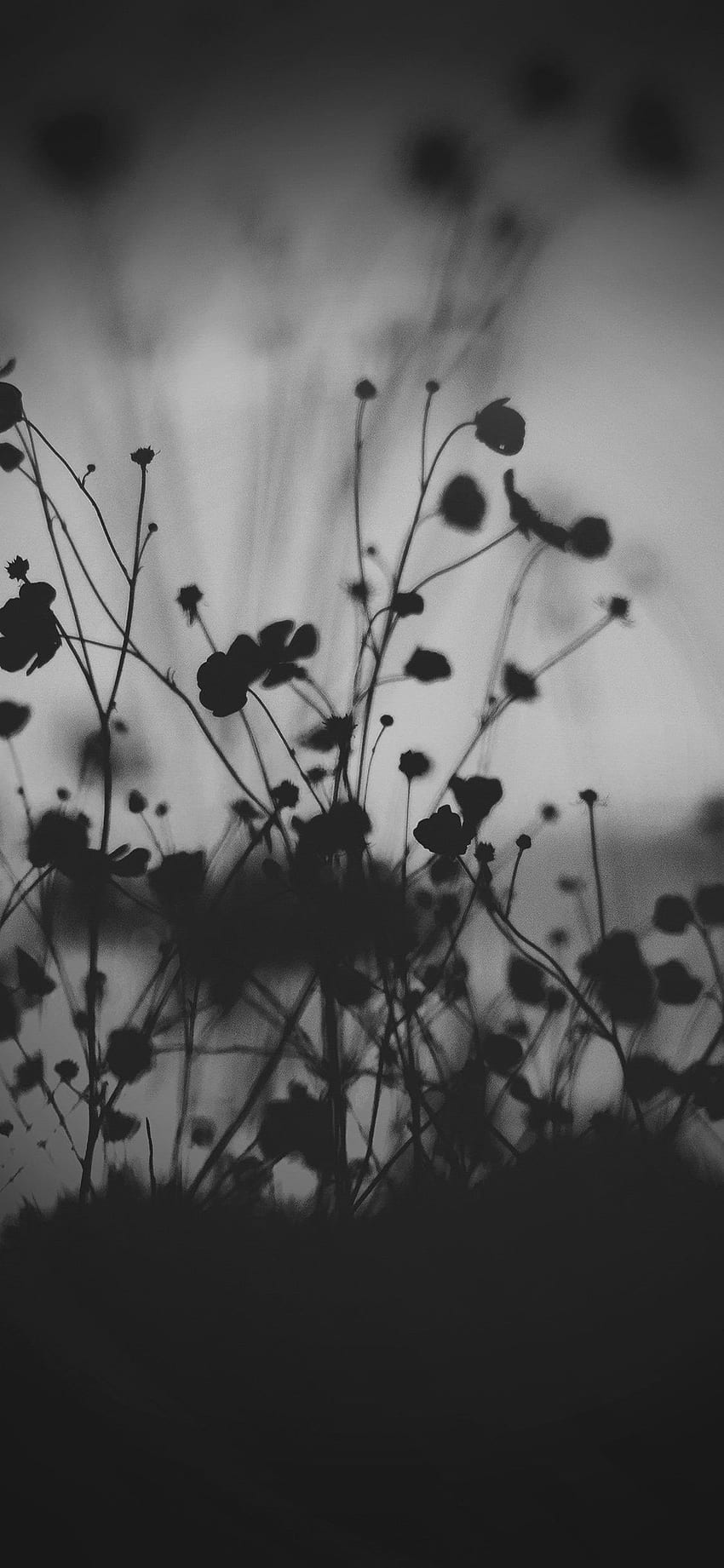 Black Flower, Aesthetic Flower Dark HD phone wallpaper