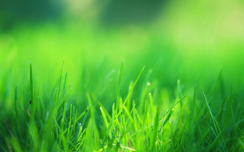 Green Grass Field Resolution , , Background, and, Tall Grass HD wallpaper