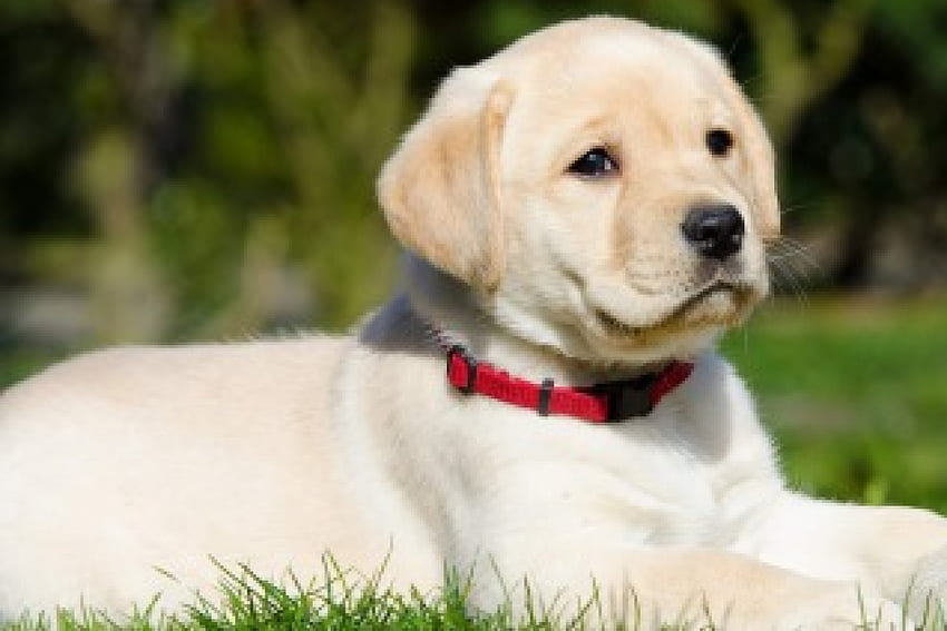Labrador, Hund, süß, Tier, Hunde, süß, schön, Welpen, Hündchen, hübsch, Tiere, schön HD-Hintergrundbild