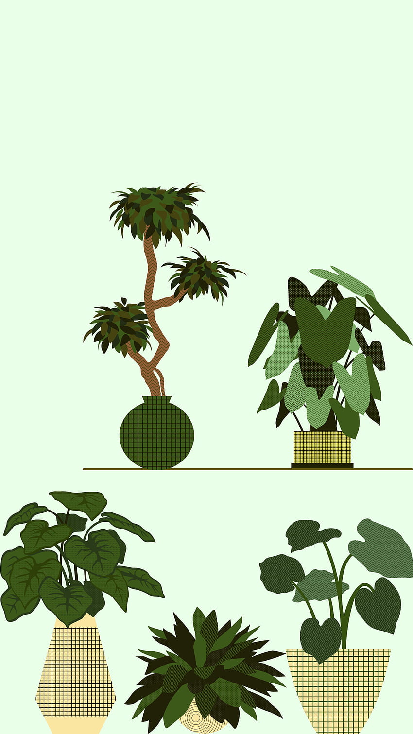 Bitki, houseplant, odunsu bitki HD telefon duvar kağıdı