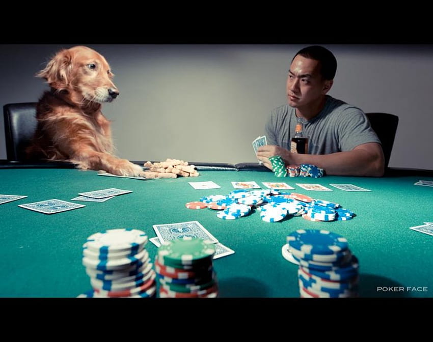 ポーカーフェイス、犬、ポーカー、カード、男 高画質の壁紙