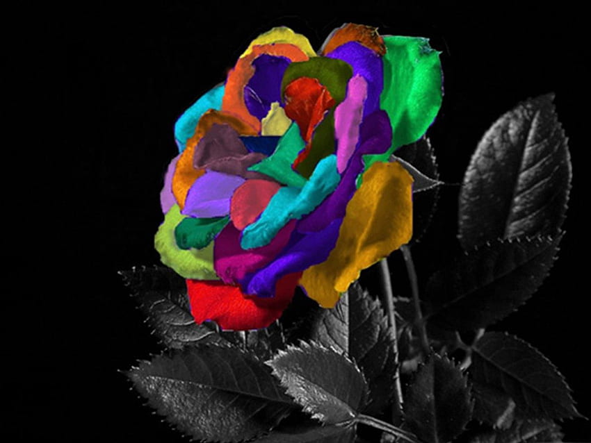 Kolorowa róża, niebieski, czułość, czarne tło, kolory, kwiat, niesamowity, magia, wspaniałe płatki róż, super, pomarańczowy, fioletowy, różowy, liście, zielony, żółty, czerwony Tapeta HD