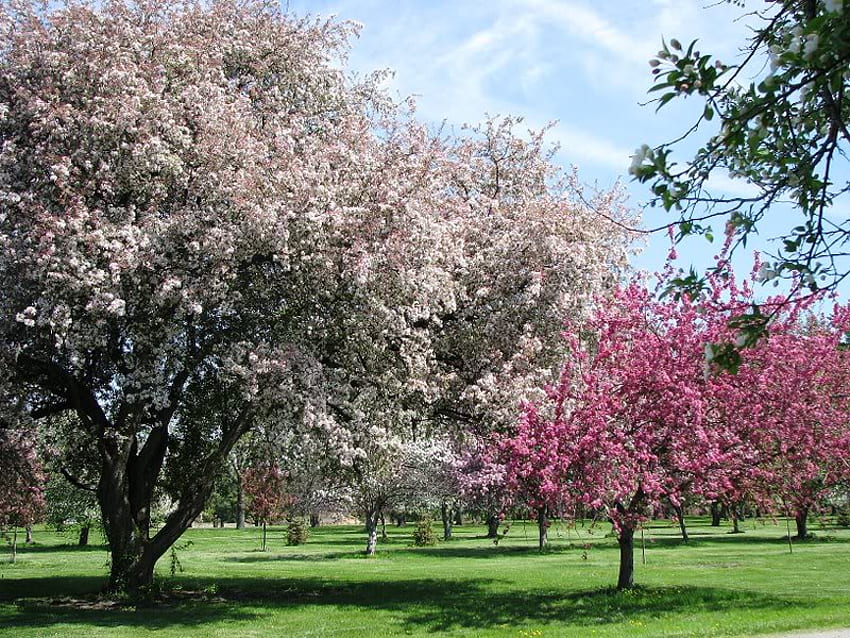 Blooming Trees in the Park, florescendo, árvores, céu, flores papel de parede HD