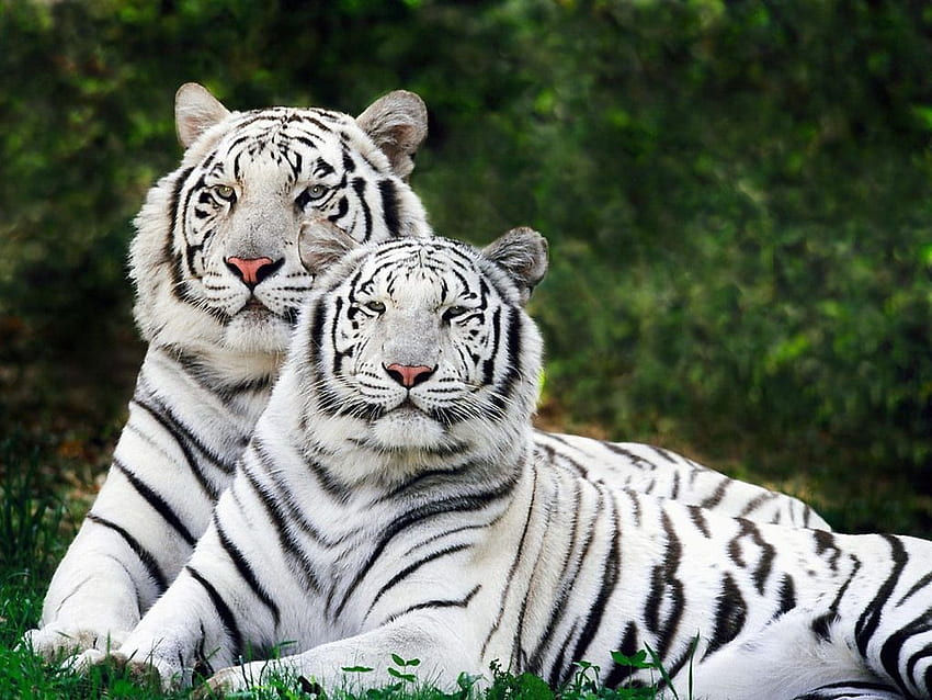 White Bengal Tiger Gallery [] for your , Mobile & Tablet. Explore White Bengal Tiger . Tiger , Royal Bengal Tiger , Live Tiger HD wallpaper