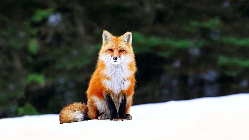 Cute Red Fox, Funny Fox HD wallpaper