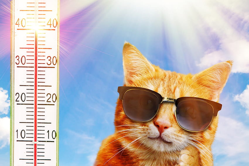 It's hot, pisica, summer, sunglasses, weather, hot, cat, funny, ginger HD wallpaper