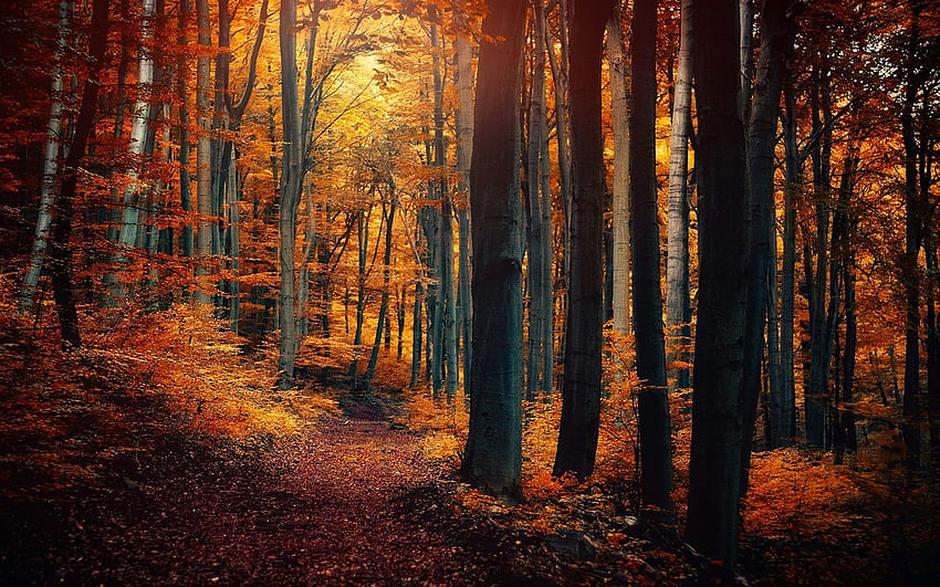 Autumn forest trees, leaves, yellow orange, path, nature scenery Full ...