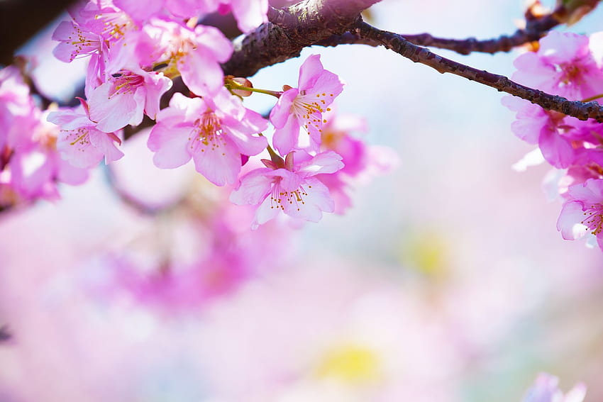 La durée de vie se retourne sur fond de mariage, fleur de cerisier jaune Fond d'écran HD