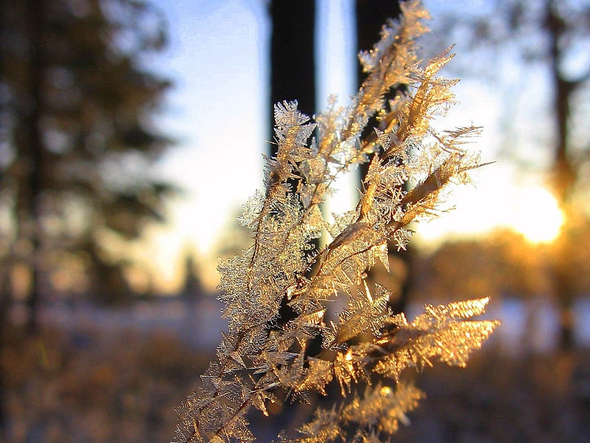 Nature, Ice, Branch, Frost, Crystals HD wallpaper