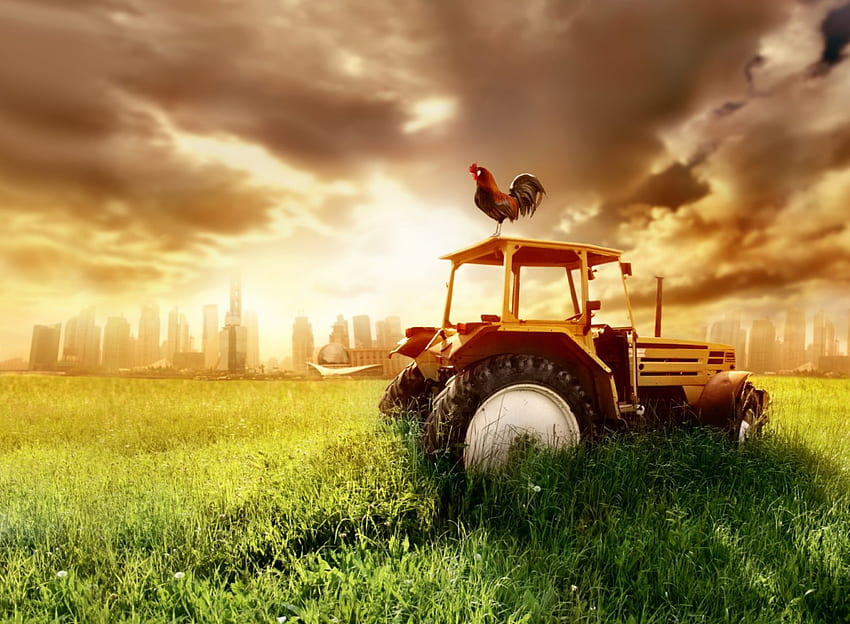Traktor Peternakan, bayangan, pertanian, rumput, hewan, bidang, hijau, awan, alam, langit, traktor, matahari, ayam jantan Wallpaper HD