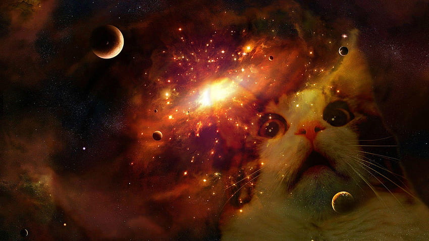 Kucing Luar Angkasa, Kucing Kosmik Wallpaper HD