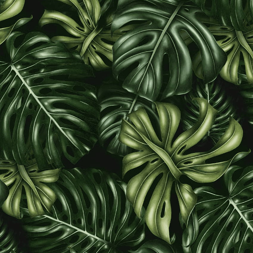 Charlotte Jade - Monstera Deliciosa - Designer's Choice from The Best Place UK, Monstera Plant HD phone wallpaper