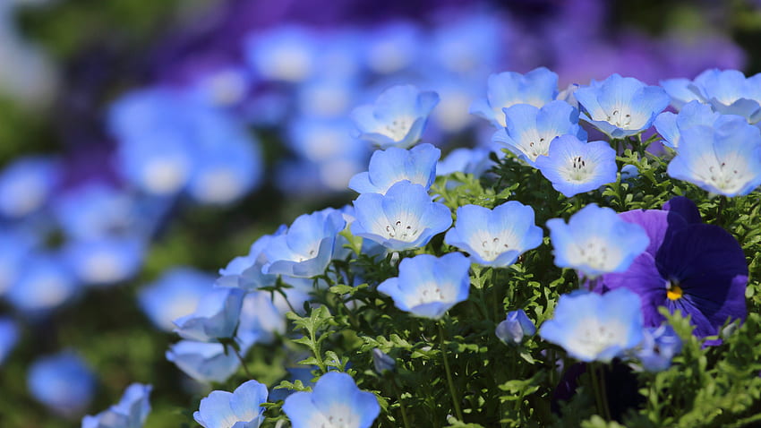 Blue Pansy Flowers Petals Green Leaves Plants Blur Background Flowers HD  wallpaper | Pxfuel