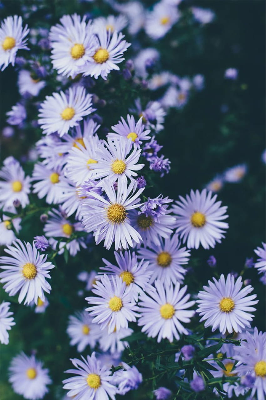 Liliowe stokrotki - 45 pomysłów na piękne kwiaty na iPhone'a, Nowa Anglia Wiosna Tapeta na telefon HD