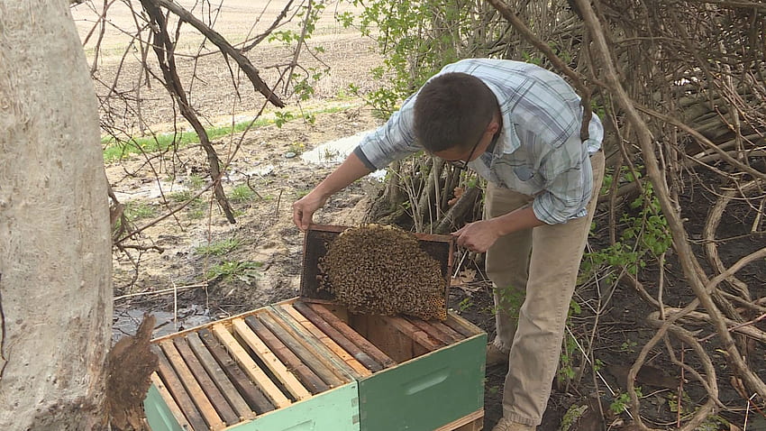 Der örtliche Imker bietet an, sich um die Bienenstöcke zu kümmern, um die Bienenpopulation zu retten, Imkerei HD-Hintergrundbild