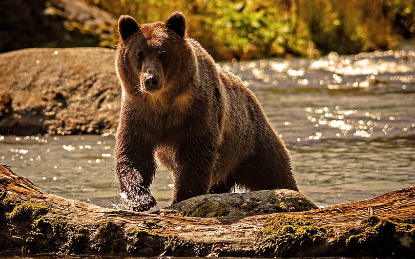 Animals, Water, Bear, Color, Climb HD wallpaper