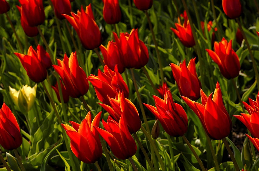 Kwiaty, Tulipany, Klomb, Kwietnik, Królewski Tapeta HD