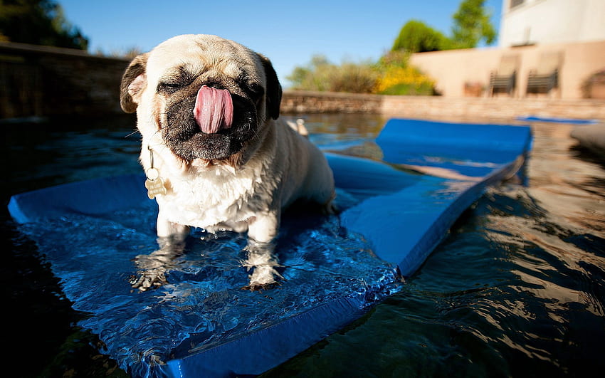 Tiere, Hund, Schwimmen, Schwimmen, Mops, Pool, Matte, Teppich HD-Hintergrundbild