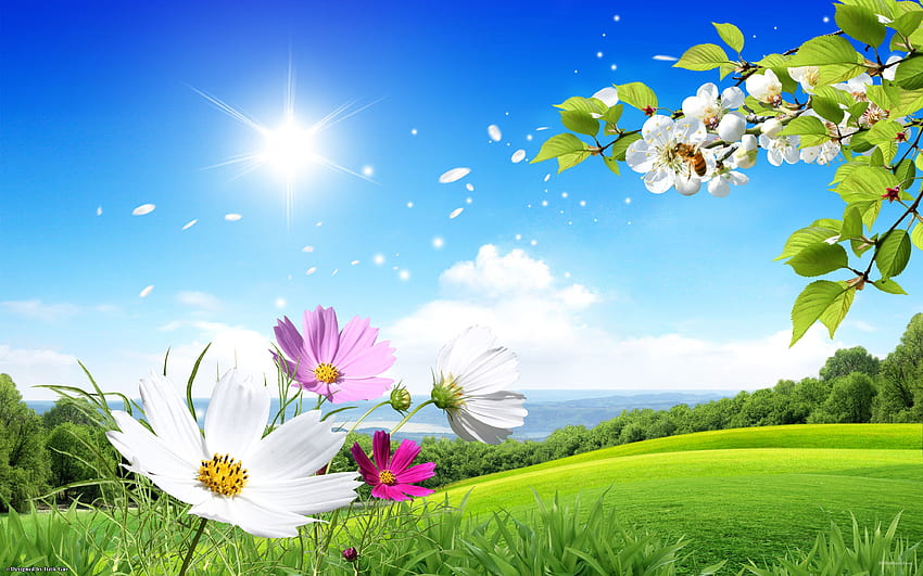 nature spring . , Background, Tumblr HD wallpaper