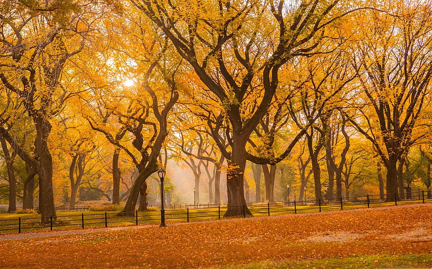 Central Park Fall Foliage Mac HD wallpaper