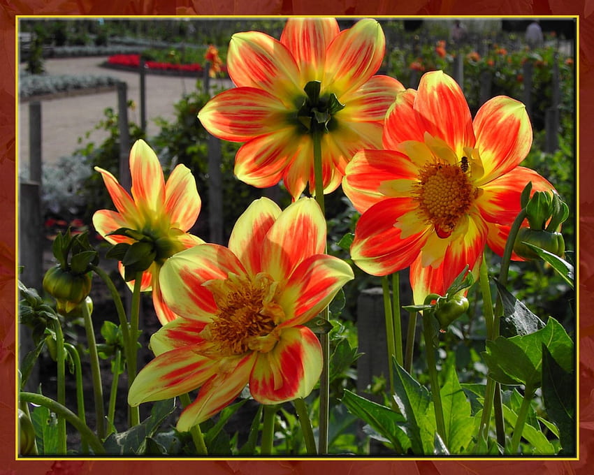 Dahlien, Blumen HD-Hintergrundbild