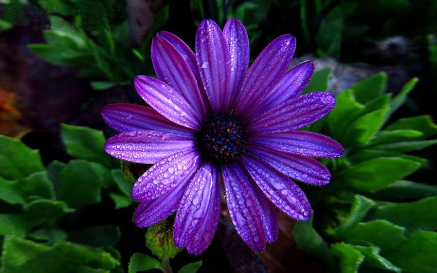 Flor áster cor roxa escura com gotas de água cheias papel de parede HD