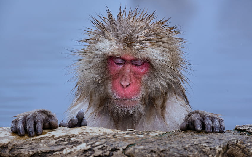 Japanese Macaque, animal, japanese, primate, macaque HD wallpaper