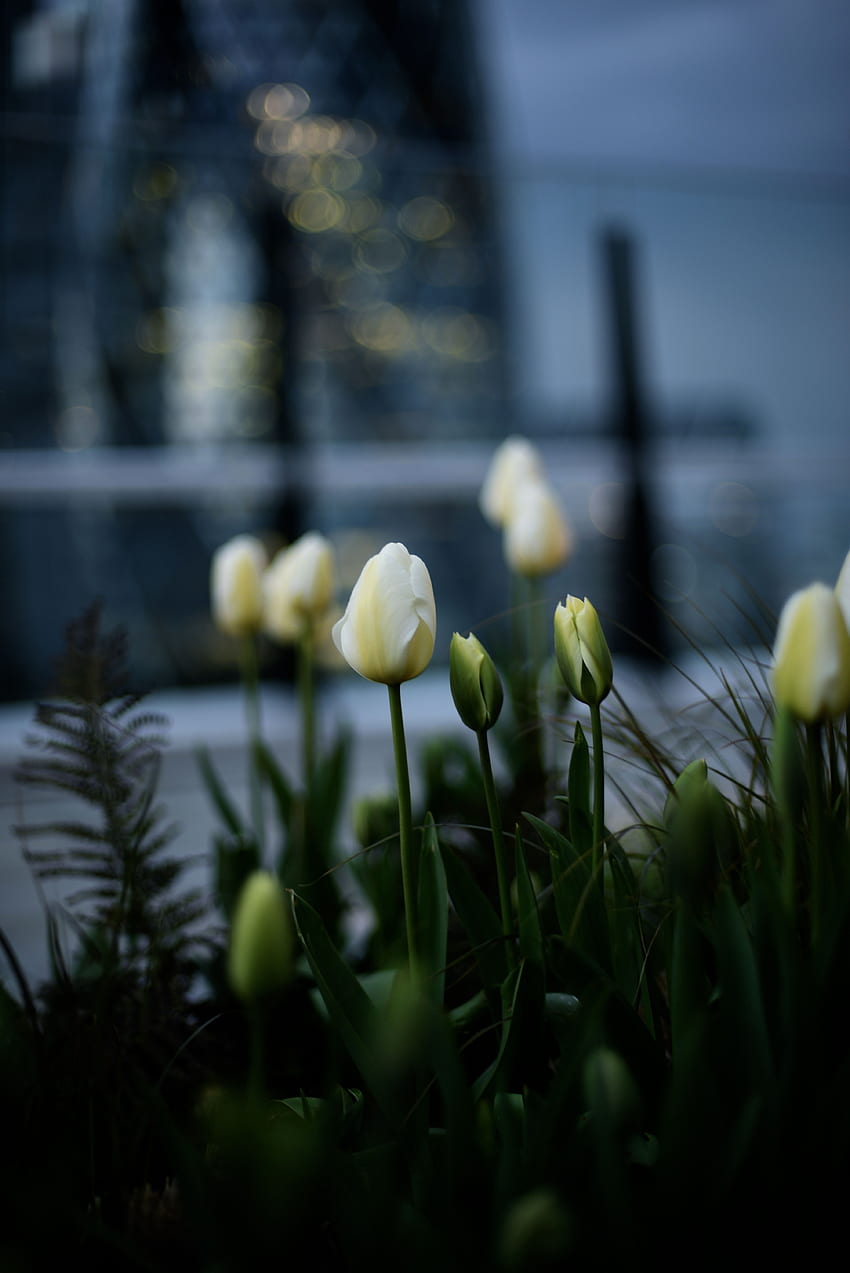 Blumen, Tulpen, Blumenbeet, Blumenbeet, Knospen HD-Handy-Hintergrundbild
