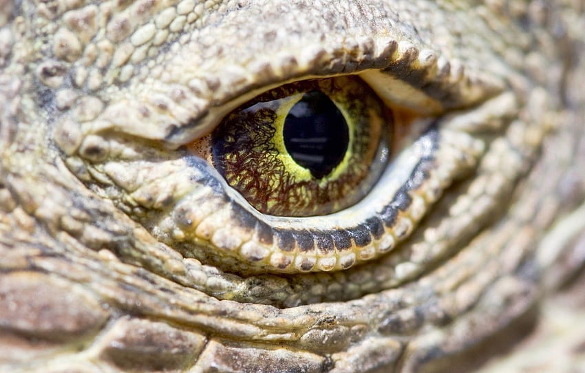 eye, reptile, scales, komodo dragon for HD wallpaper